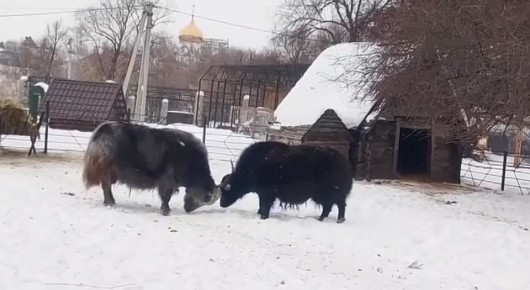 В Большереченском зоопарке показали "сражения" яков