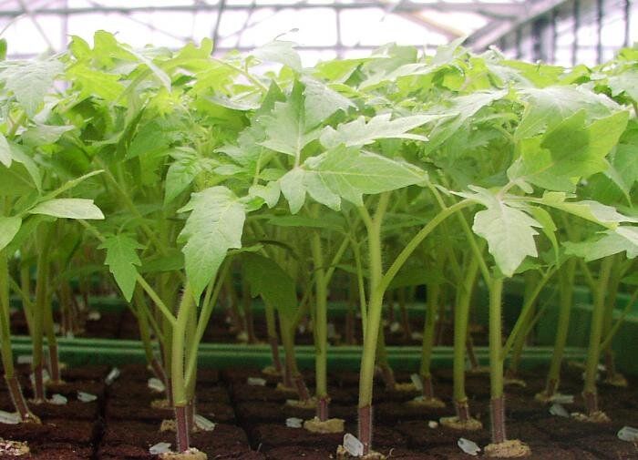 ��� ���������� � ������������ ������� �������: ������������ ������