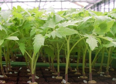 ��� ���������� � ������������ ������� �������: ������������ ������