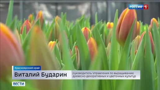 Самые красивые цветы уже готовят для прекрасных россиянок