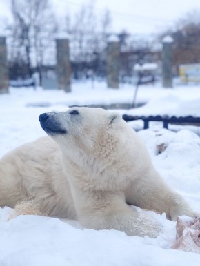 В Большереченском зоопарке отметят День полярного медведя