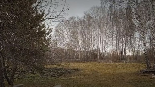 Сибирскую зиму сменяет неожиданное тепло: что происходит с природой региона?