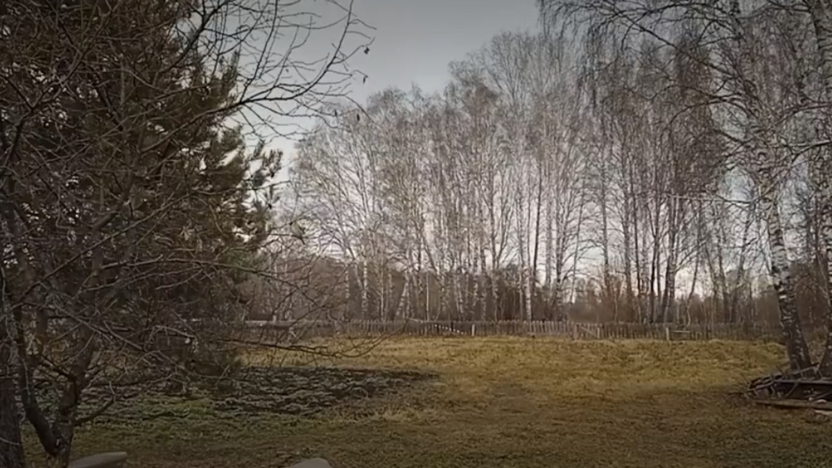 Сибирскую зиму сменяет неожиданное тепло: что происходит с природой региона?