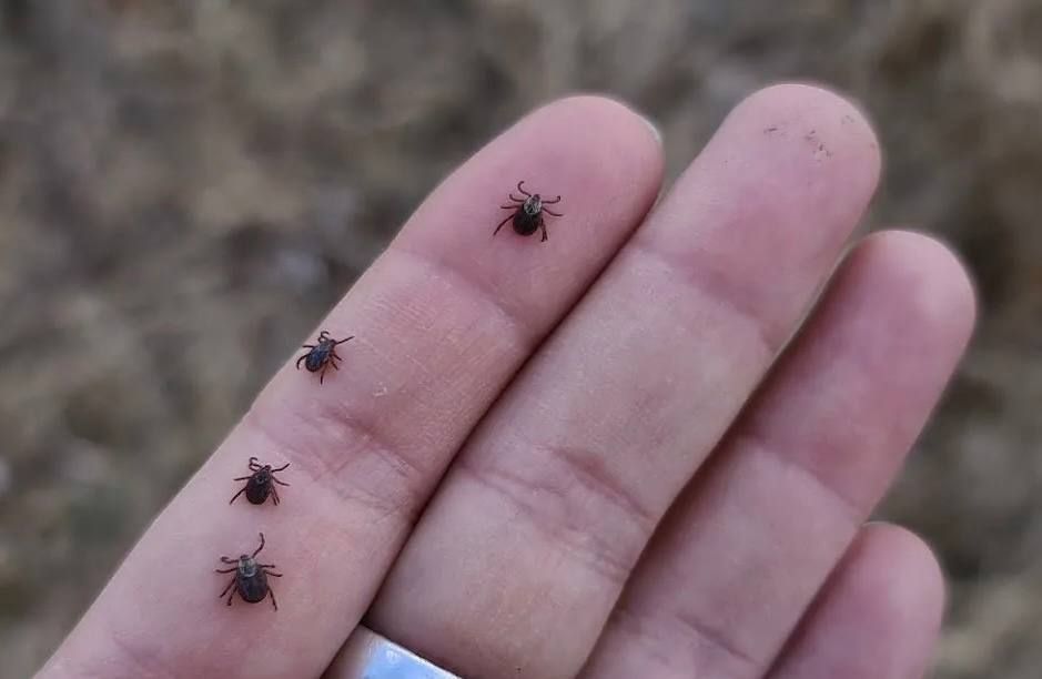 � ����� � ����� ���������� �� ������ 115 ��������� ����������