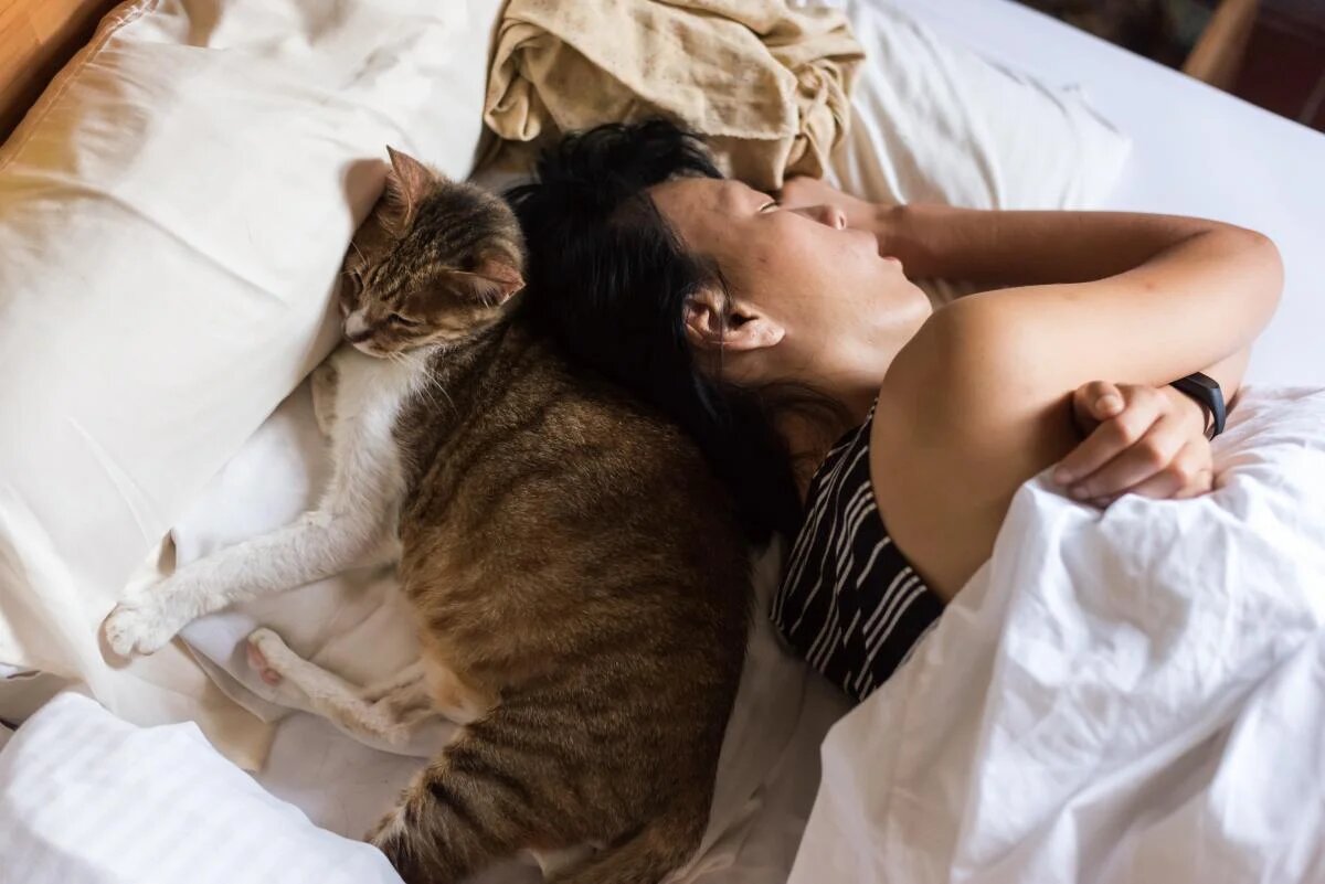 Почему кошки будят хозяев по утрам: интересные факты и советы