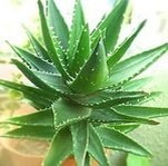 Эффективные натуральные решения для борьбы со стоматитом