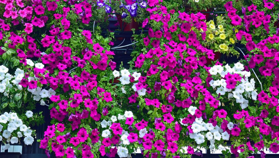 �����, ������� ����� �������� ������� � ����� ����