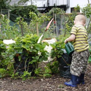 Урожай без хлопот: выбираем лёгкие в уходе растения для дачи