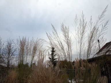 Зимние заботы: Размышления о сезоне и растения в саду