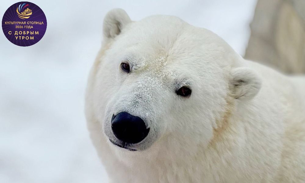 Доброе утро, Культурная столица!
