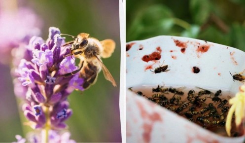 Как избавиться от ос и шершней: простые советы для вашего сада и дома