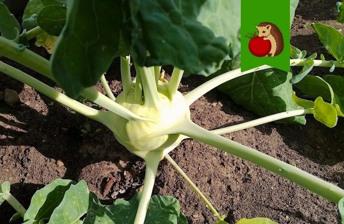 ������ ����� �������� �������� � ���� ������: ������������ � ������������