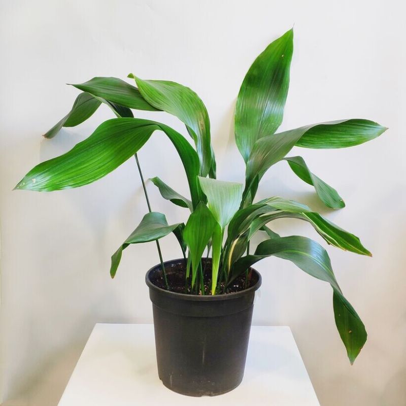 ����������: ��� ���������� �� ���� ������������ �������� � ������� ��������� ���