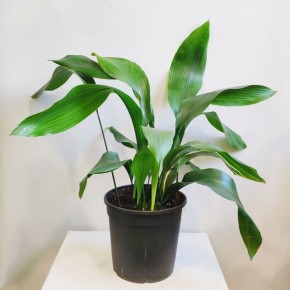 Аспидистра: как заботиться об этом удивительном растении и выбрать идеальный вид