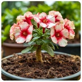 Как выбрать идеальную почву для адениума: советы для успешного выращивания