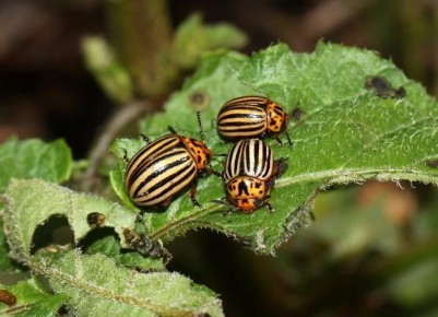 Что делать с картофельными бородавками и как их предотвратить?