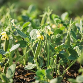 Горох на грядке: от семян до изобилия без лишних усилий