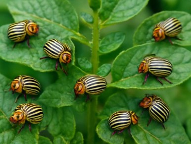 Как защитить картофель от колорадского жука: экологические методы борьбы