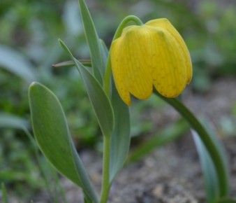 Очарование рябчиков: как правильно сажать и ухаживать за этими потрясающими цветами