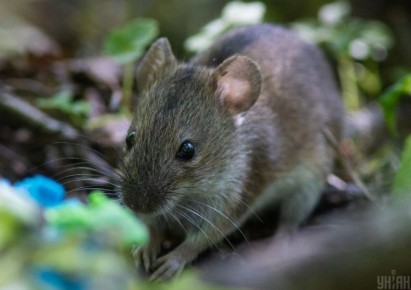 ��� �������� ���� ��� �� �����: ������ ��� �����