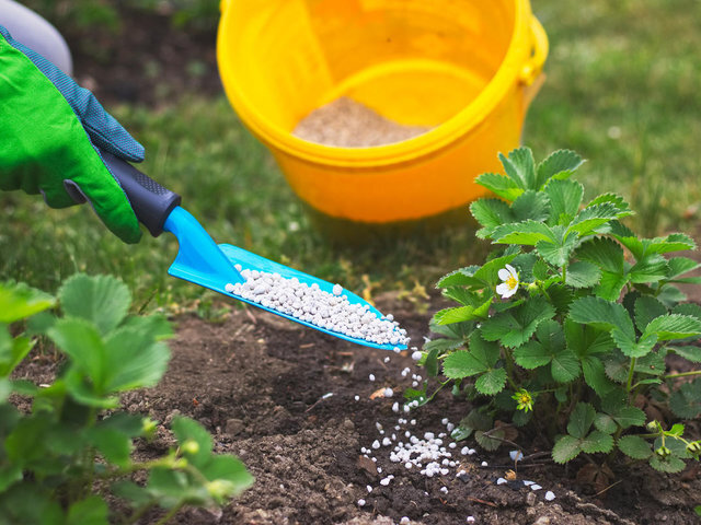 Правила весеннего ухода за клубникой: секреты обильного урожая