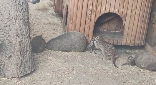 ���� � ��������������� �������� ���������� � �����