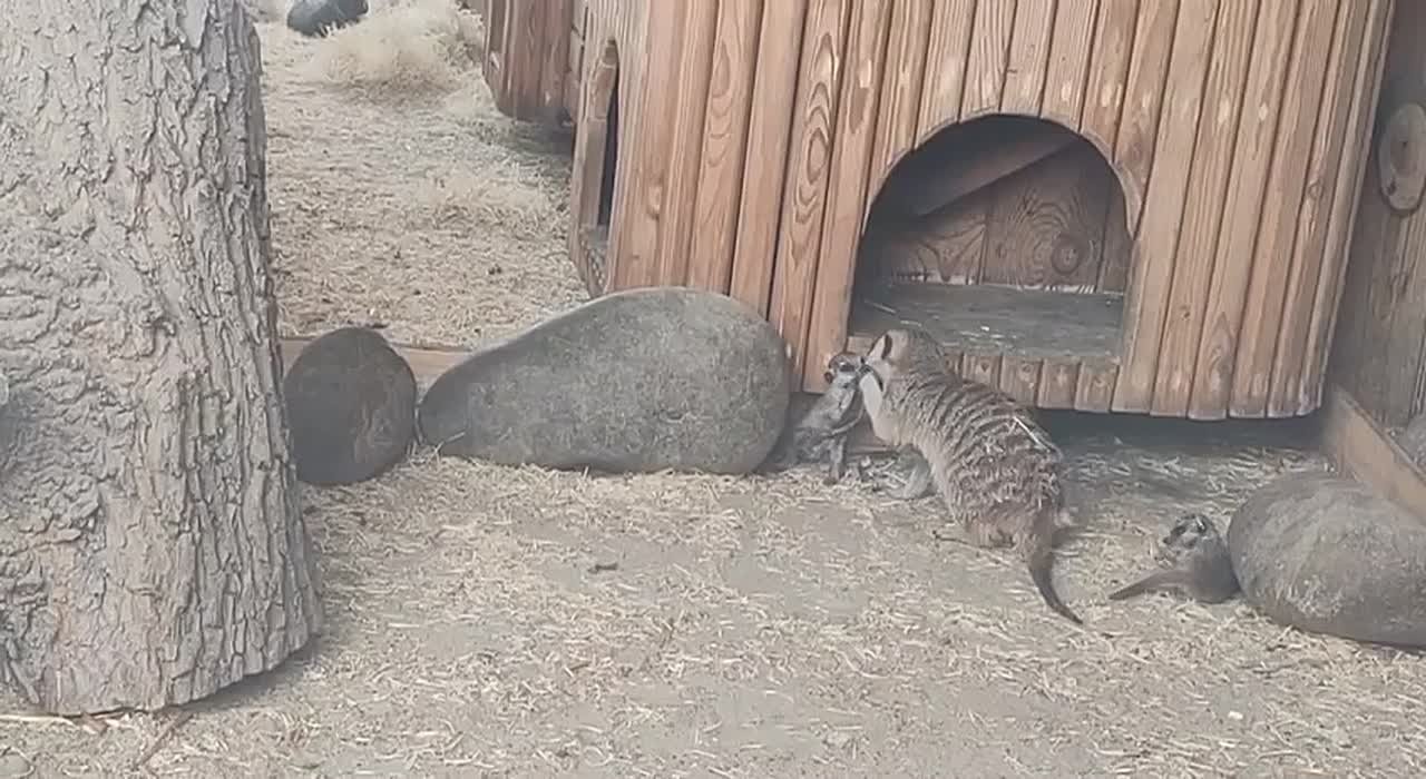 Утро в Большереченском зоопарке начинается с любви