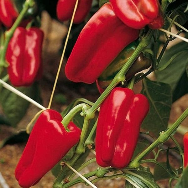 Даллас: идеальный выбора для тепличного выращивания сладкого перца