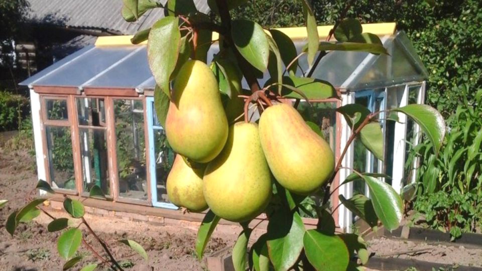 ��� ������� ���������� ������ ����� � ����: �������� �������