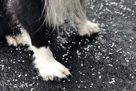 Безопасные противогололедные реагенты для домашних животных