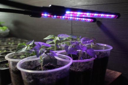 ����������� ��������� ��� �������