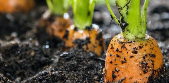 ��� ��������� �������: ������� ��������� ������