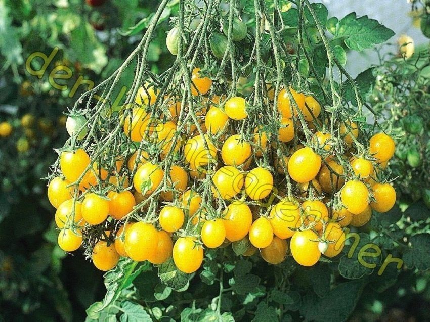 ��������� ����: ��� ��������� ��������� ����� ��� ������ �����