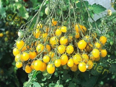 ��������� ����: ��� ��������� ��������� ����� ��� ������ �����