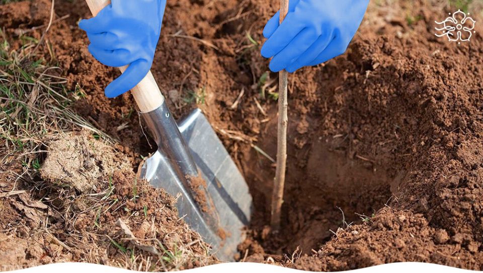 ������ ��� ������� ������� ��������, ������� ����� ������ ��������