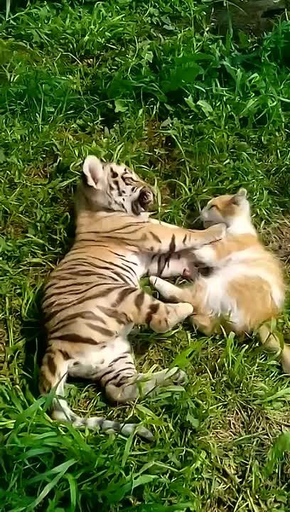 � ��������������� �������� �������� �������� ����� ������������� �������, ��������� � ����� �������