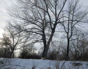 ������ ��������� ����������� ��������� ��������� �� ������������� �����-�����������