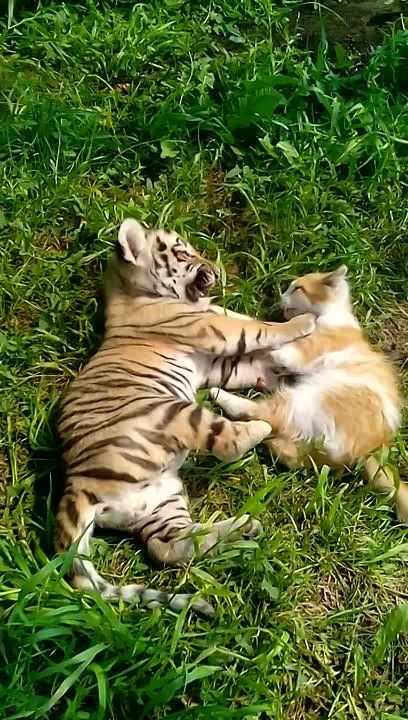 � ��������������� �������� ���������� �������� ����� � ��������� ��������