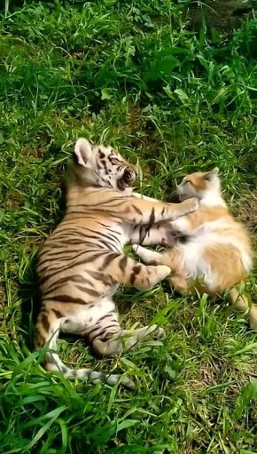 � ��������������� �������� ���������� �������� ����� � ��������� ��������