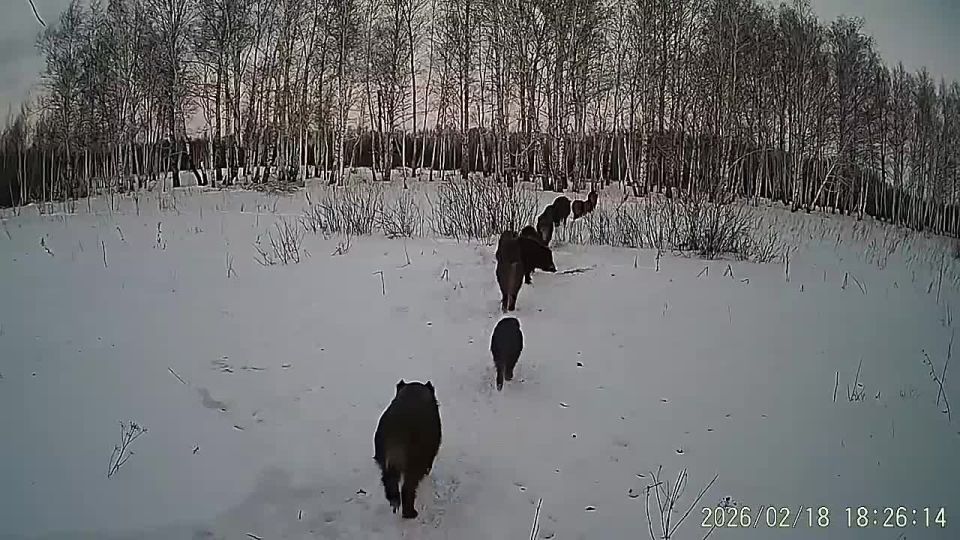 � ���������� ������ ����������� ������������� ��������� �������