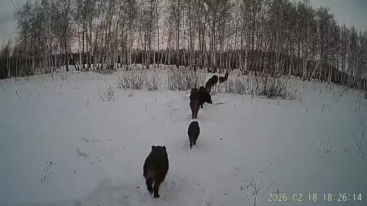 � ���������� ������ ����������� ������������� ��������� �������