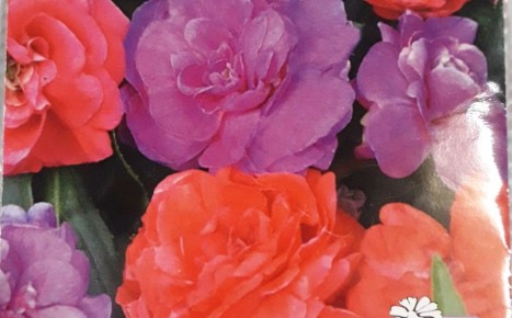 ����� ���� ����������: ��� ��������� ����� ����� �� ������ �������