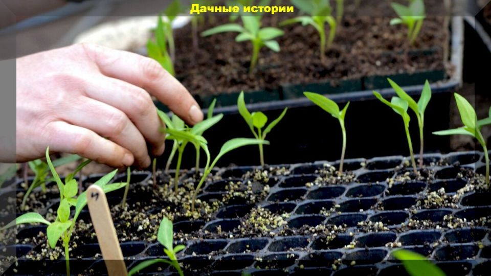 ��� ��������� ���������� �������: ������ � �������