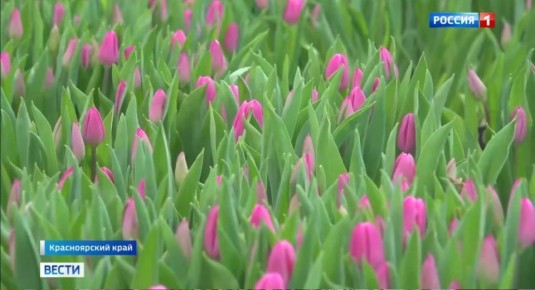 ������ ����, ������� �����!