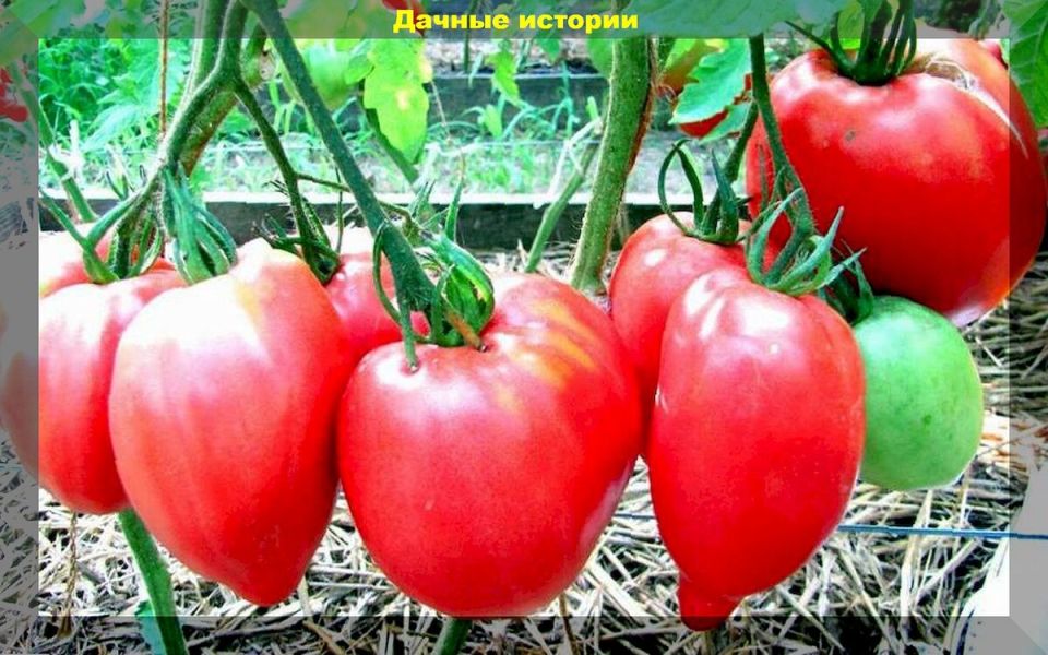 ������, ������� �������� �������: ������ ����� ��� ������ �������