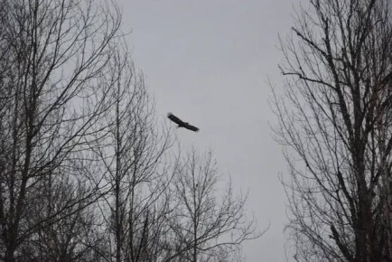 � ���� ��� ������������ �������� ����������� ������-����������