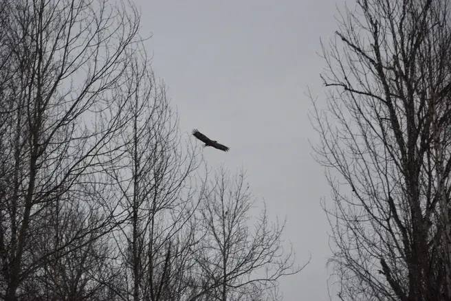 В небе над Седельниково заметили гигантского орлана-белохвоста