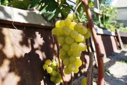 ����������� ��������� � ��������: ������� � ������������