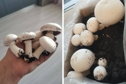 � ������ ���� ������� ����������