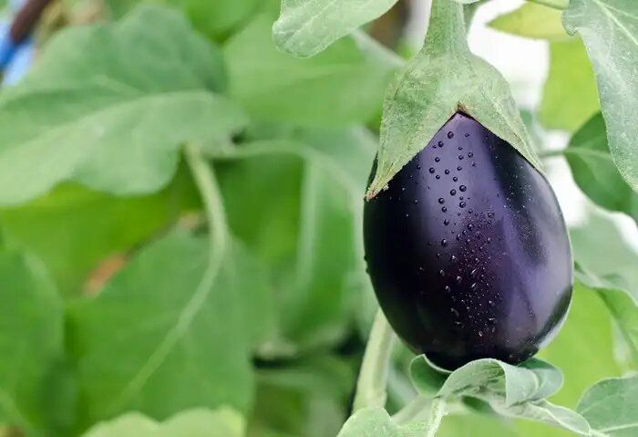 ������� ��������� ����������� ����������: �� ������� �� �����